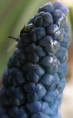 muscari_azureum_3.jpg
