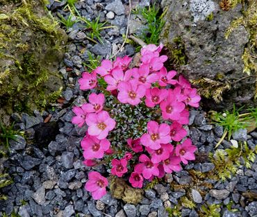 Saxifragahybride_rot_fars_2010.jpg