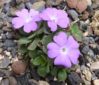 Primula_allionii_3_fars_2010.jpg