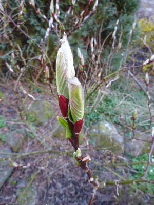 Salix_moupinensis_fars_2010.jpg