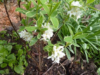Daphne_odora_Hybride_fars_2010.jpg