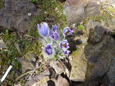 Pulsatilla_groere_Art_fars_2010.jpg