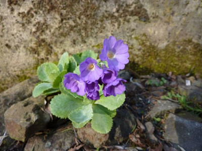 Primula_marginata_fars_2010.jpg