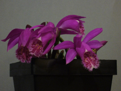Pleione_Tongariro_800x800_80KB.jpg