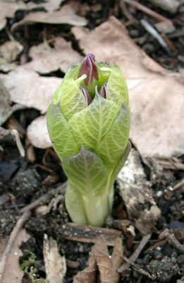 03290077_eScopolia_carniolica_Kroatien-Tolmiae.JPG