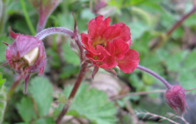 Geum_1024x768.jpg