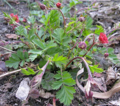 Geum2_640x480.jpg