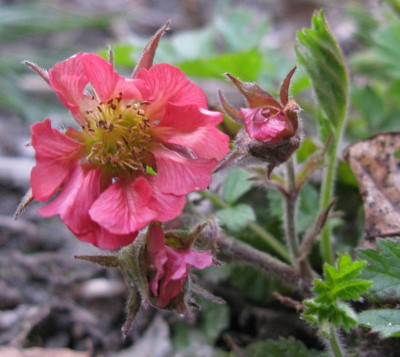 Geum3_800x600.jpg