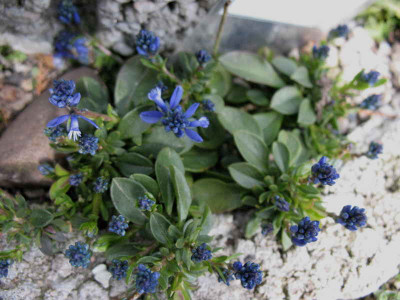 Polygala_calcarea_Lillet_10.4.10._011.jpg
