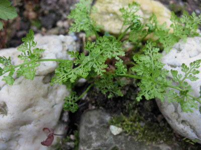 Cryptogramma_crispa__10.4.10._003.jpg