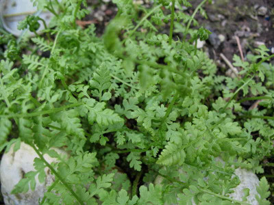 Cystopteris_dickieana__10.4.10._005.jpg