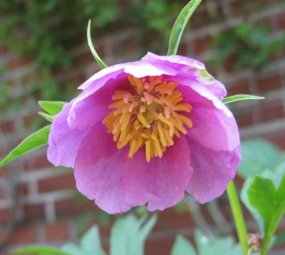 Paeonia_anomala_800x600.jpg