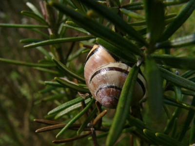 Schneck-Marz-1.jpg