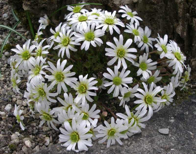 comp_Calliantemum_anemonoides.jpg