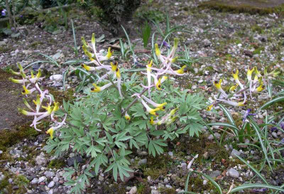 comp_Corydalis_schanginii_ssp._ainae.jpg
