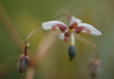 epi_asiatic_hybrid_oder_so.jpg