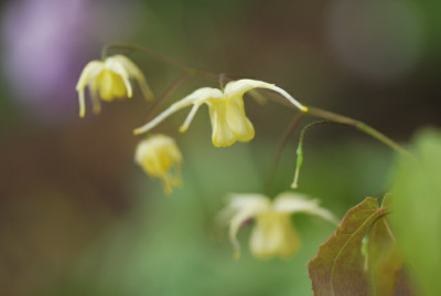 epi_flowers_of_sulphur.jpg