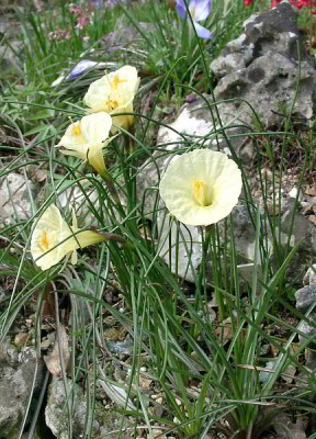 03290011_eNarcissus_species.JPG