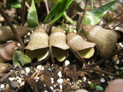 DSCF0298.JPG