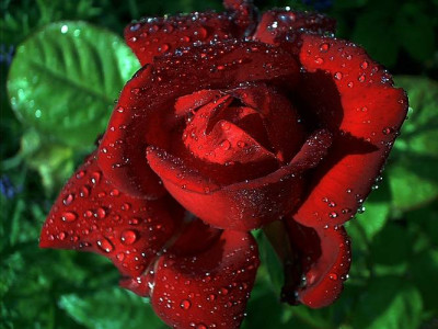 a_rose_is_eros.jpg