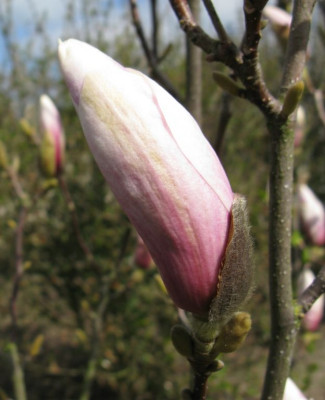 Magnolia_soulangiana.jpg