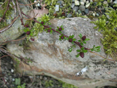 Salix_hylematica_13.4.10._011.jpg