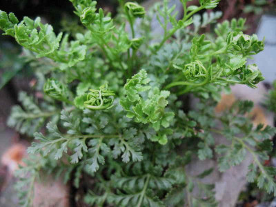 Cryptogramma_acrostichoides_13.4.10._045.jpg