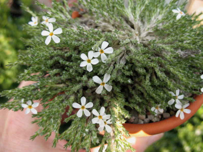 Phlox_bryordes_13.4.10._020.jpg