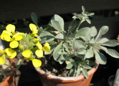 Fibigia_triquetra_13.4.10._019.jpg
