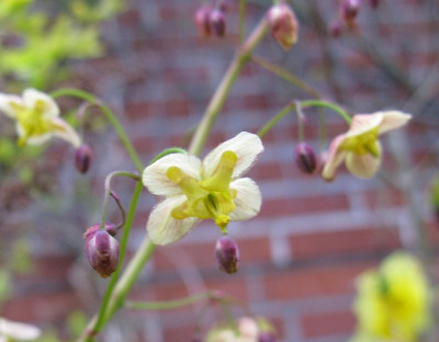 IMG_2782Epimedium_colchicum_800x600.jpg