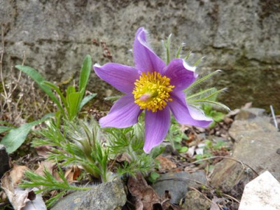 Pulsatilla_Jura_Zwerg_fars_2010.jpg
