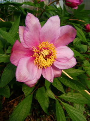 DSCF7293.JPG