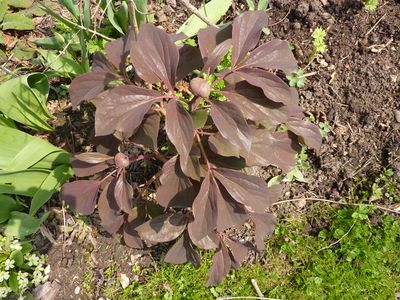 Paeonia_daurica_subsp._daurica_fars_2010.jpg