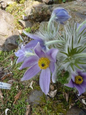 Pulsatilla_halleri_susp._taurica_fars_2010.jpg