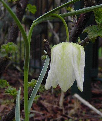 Fritillaria_meleagris-1.jpg