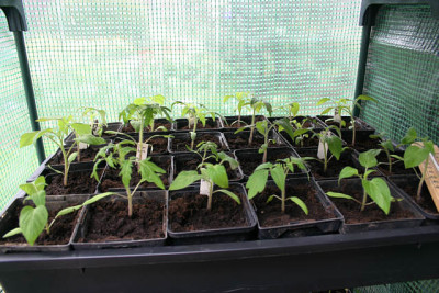 Tomatenaufzucht01210.jpg
