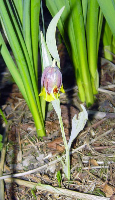 Fritillaria_michailowskyi.jpg
