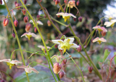 Epimedium_sulphureum_Versicolor_800x600.jpg