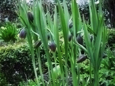 fritilaria_assyriaca.jpg