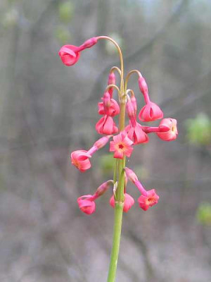 primula-maximowizii-axel5.jpg