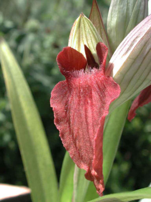 Serapias_orientalis_x_neglecta.jpg