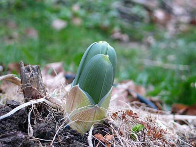 eremurus-robustus-ax.jpg