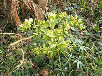 Helleborus-foetida-axel.jpg