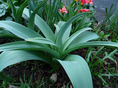 monsterallium-axel.jpg