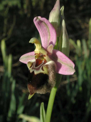 Ophrys_apifera_x_tenthredinifera.jpg