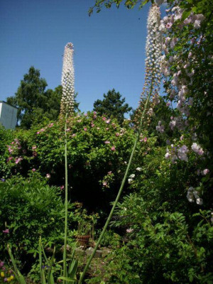 complicata_mit_eremurus.jpg