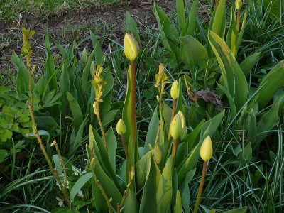 apriltulpen.jpg