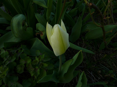 purissima2010.jpg