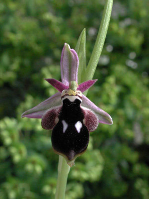 Ophrys_reinholdii.jpg