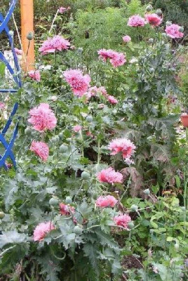 Mohn-klein.JPG